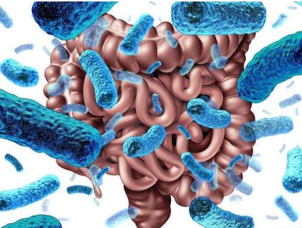 新工程菌保护肠道微生物免受侵害