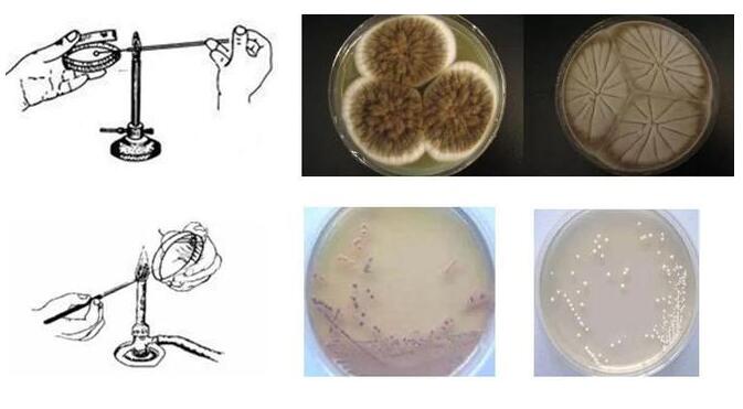 微生物检测中的基础操作汇总