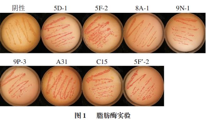 肉源性葡萄球菌生长条件、安全性指标与发酵特性