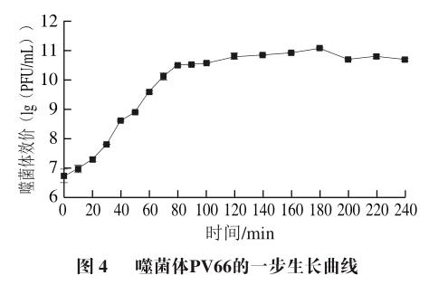 牦牛屠宰场分离到的变形杆菌噬菌体生长曲线与最佳MOI测定结果