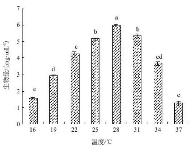 Act0988放线菌拮抗菌株的鉴定、培养条件与菌株生长关系、发酵工艺（二）