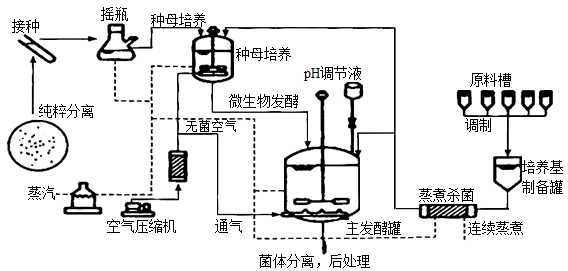 青霉菌的生长过程、发酵工艺流程