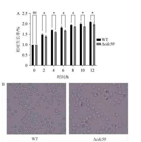 ​酿酒酵母细胞cdc50基因的生物学作用及生长曲线