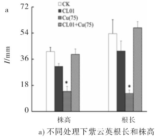 重金属抗性菌CL01促进紫云英抵抗铜胁迫机理