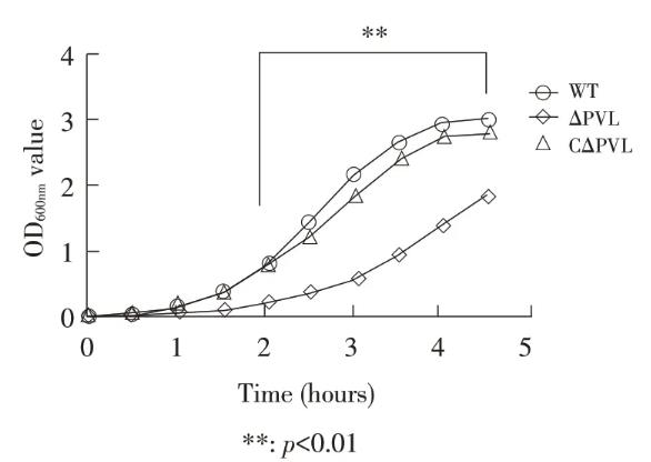 金黄色葡萄球菌株PVL基因敲除后生长曲线测定