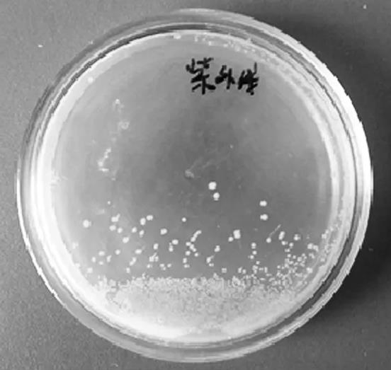 物理化学因素对细菌生长的影响【实验】