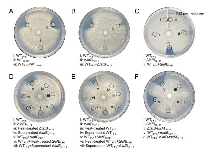 新的微生物种间和跨界相互作用模式——操控自身的抗真菌化合物抑制邻近真菌的生长