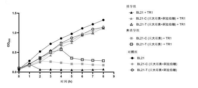 大肠埃希氏菌BL21-C和BL21-T抗噬菌体能力和生长曲线测定