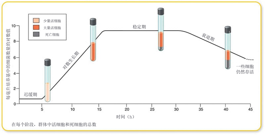 关于细菌生长曲线最基本的知识都在这了