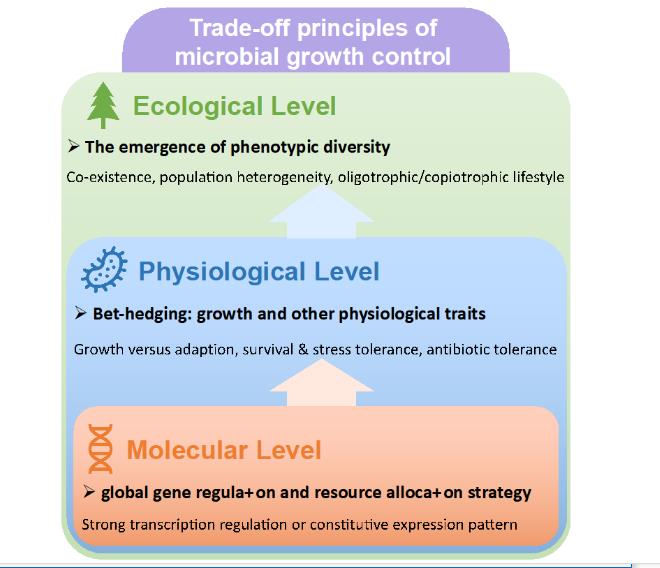 一个全新的细菌生长调控的权衡理论体系，与国际主流观点有何不同