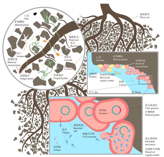 土壤微生物之病毒类型、研究发展态势及热点