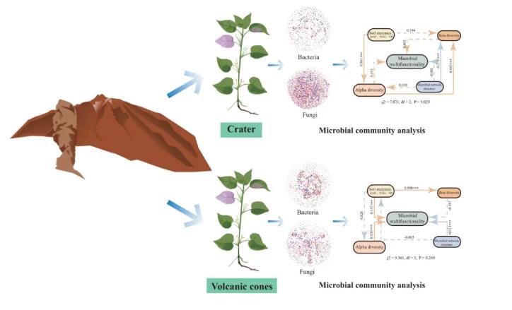 火山土壤对微生物群落多样性的塑造、苎麻根际土壤微生物的影响