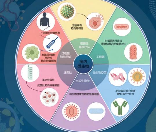 瘤内微生物群对​肿瘤免疫治疗效果与发展的影响