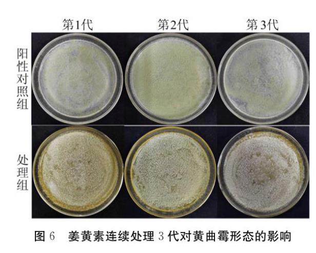 姜黄素对黄曲霉抑制效果及耐受性【侵染花生实验】下