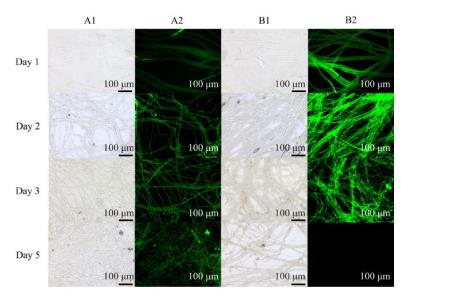 桑椹菌核病拮抗菌的分离筛选、鉴定、生防作用与机理——结果与分析