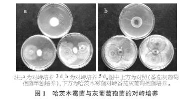 哈茨木霉菌培养基优化及对番茄灰葡萄孢菌的抑制作用【固液双相发酵培养模式】