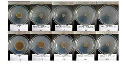 O2/CO2主动自发气调对枝孢菌菌落形态、致病能力、生长曲线的影响（一）