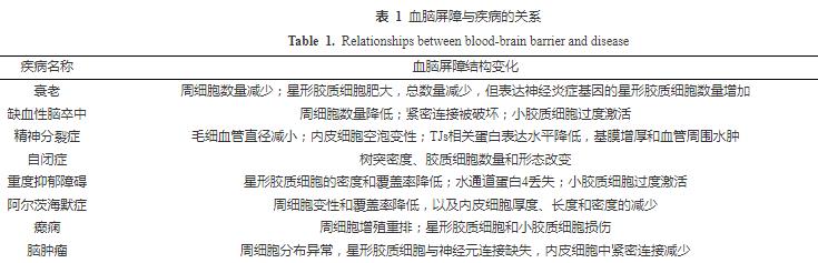 肠道微生物及其代谢产物可调节血脑屏障结构和功能完整性（一）