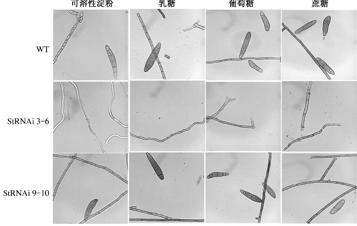 不同碳源对StSte12基因调控玉米大斑病菌菌丝生长速度的影响（二）