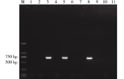 猪链球菌2型生长曲线绘制、毒力因子基因鉴定及小鼠致病性试验（二）