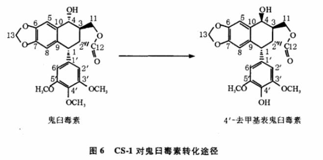 内生放线菌分离及转化鬼臼毒素菌株的筛选、鉴定（二）