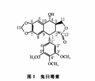 内生放线菌分离及转化鬼臼毒素菌株的筛选、鉴定（一）