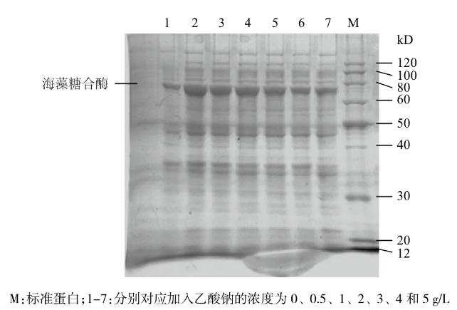 高密度发酵的过程中乙酸抑制重组大肠杆菌生长及外源基因的表达——讨论、结论