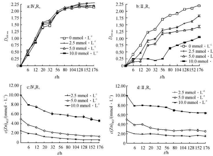 不同锌浓度下菌株Ⅳ8R3、Ⅱ2R3的生长曲线及玉米生长和锌积累的影响（一）