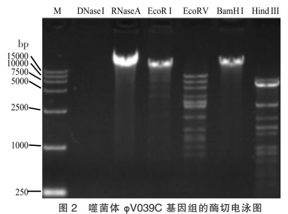 溶藻弧菌噬菌体φV039C一步生长曲线等生物学特性的研究——摘要、材料与方法