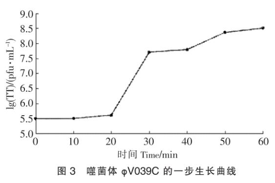 溶藻弧菌噬菌体φV039C一步生长曲线等生物学特性的研究——实验结果与分析