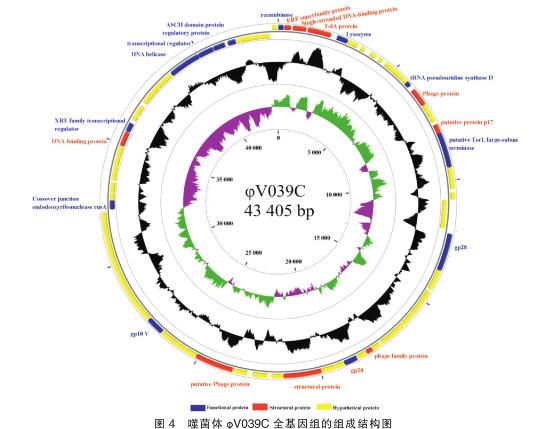 溶藻弧菌噬菌体φV039C一步生长曲线等生物学特性的研究——讨论