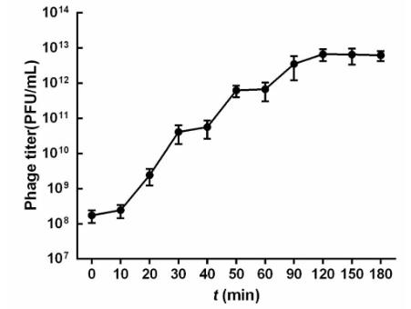 尿路致病性大肠杆菌噬菌体核酸类型、生物学特性分析——结果、讨论