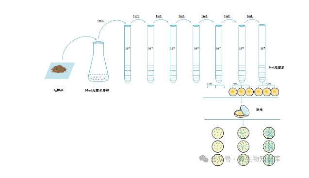 微生物的分离培养方法、操作步骤及注意事项——划线分离法、涂布平板法