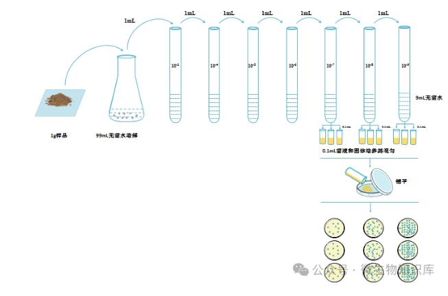 微生物的分离培养方法、操作步骤及注意事项——倾注平板法