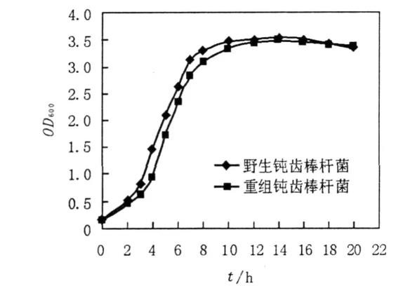 重组质粒pJL23-cglⅠ对钝齿棒杆菌生长曲线、产生谷氨酸的影响（二）