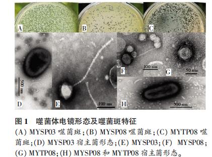 明永冰川地区低温黄杆菌噬菌体生长曲线绘制及生物学特性（一）