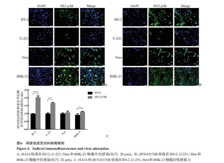 乙脑病毒株囊膜蛋白I176R位点在BV-2细胞上的生长特性差异——讨论、结论