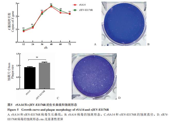 乙脑病毒株囊膜蛋白I176R位点在BV-2细胞上的生长特性差异——结果与分析