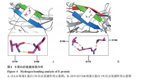 乙脑病毒株囊膜蛋白I176R位点在BV-2细胞上的生长特性差异——摘要、前言