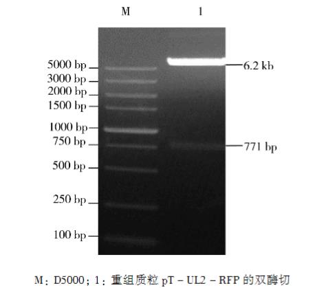 表达红色荧光蛋白的重组鸭肠炎病毒一步生长曲线、稳定性研究（二）