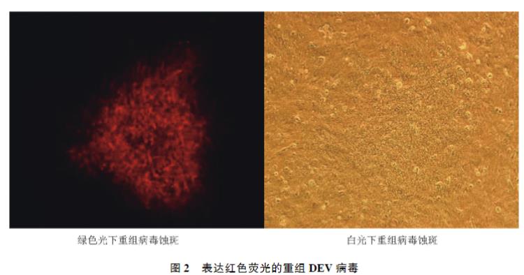 表达红色荧光蛋白的重组鸭肠炎病毒一步生长曲线、稳定性研究（一）