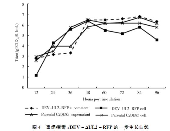 表达红色荧光蛋白的重组鸭肠炎病毒一步生长曲线、稳定性研究（三）