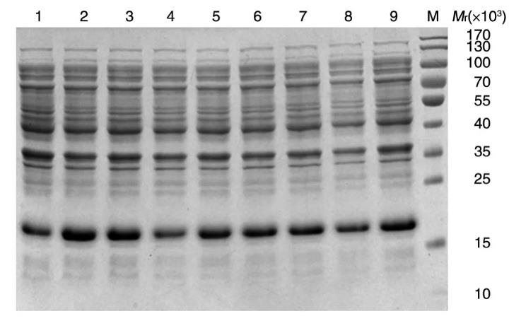 CSP-MDA-7/IL-24重组蛋白肝靶向肽-抗肿瘤肽的最佳表达条件（三）