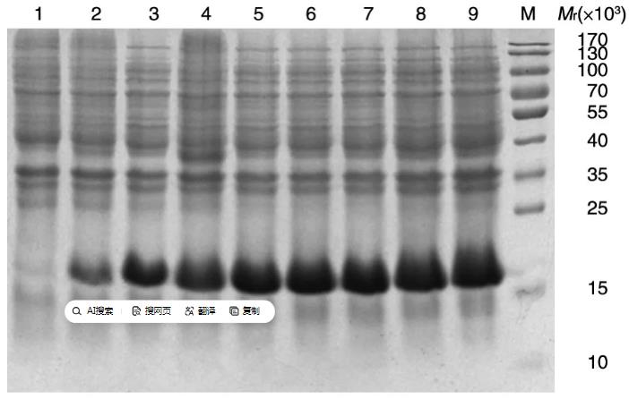 CSP-MDA-7/IL-24重组蛋白肝靶向肽-抗肿瘤肽的最佳表达条件（二）