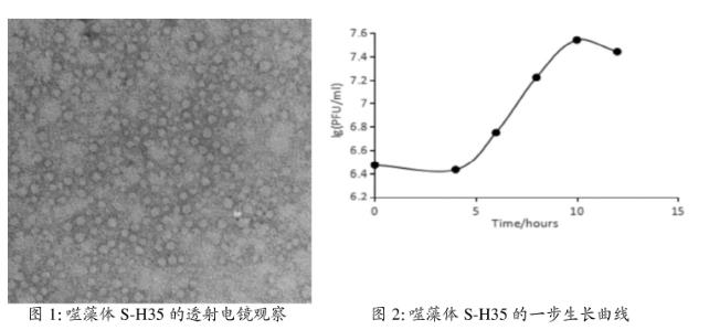 海洋聚球藻噬藻体S-H35一步生长曲线、宿主专一性鉴定——摘要、材料与方法