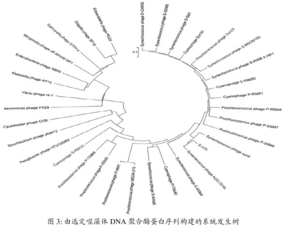海洋聚球藻噬藻体S-H35一步生长曲线、宿主专一性鉴定——实验结果、结论