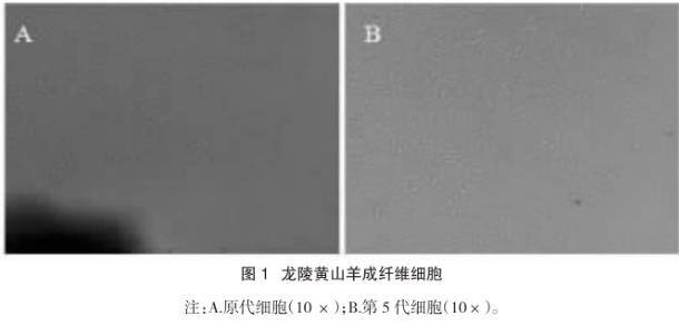 龙陵黄山羊成纤维细胞系制备方法、生长曲线测定（一）