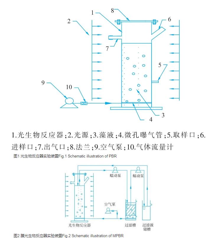 利用膜光生物反应器培养和预采收钝顶螺旋藻的条件（一）