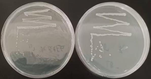 新型广谱阴沟肠杆菌噬菌体ZX14的分离鉴定、生长曲线、体体外杀菌活性实验（一）