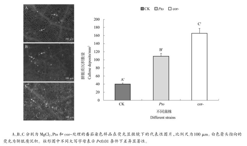 不同浓度冠菌素对番茄防御基因表达、胼胝质沉积及野生型致病菌生长的影响（四）